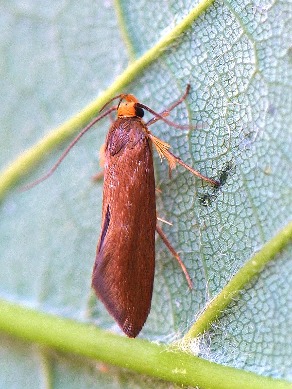 zdobka záhradná Crassa unitella