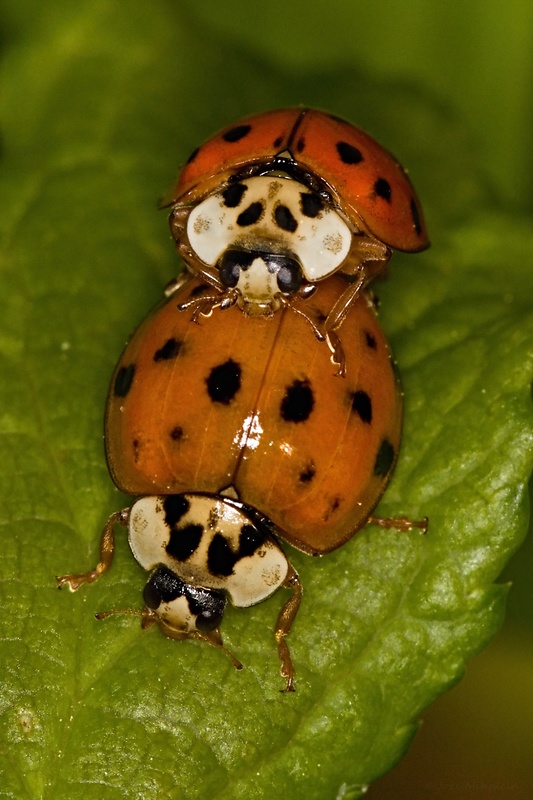 lienka východná  Harmonia axyridis