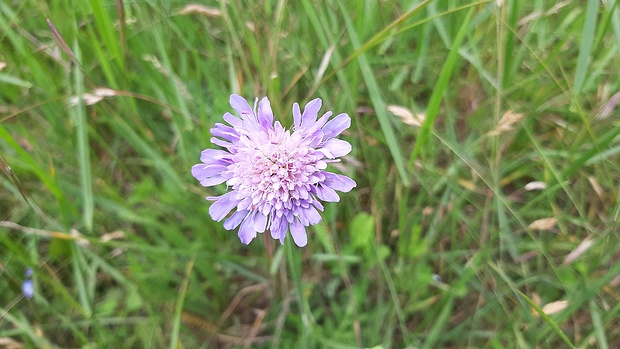 chrastavec roľný Knautia arvensis (L.) Coult.