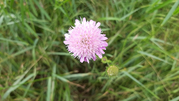 chrastavec roľný Knautia arvensis (L.) Coult.