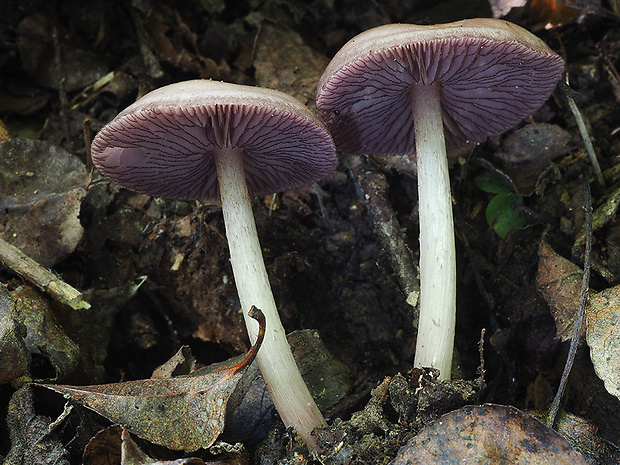 prilbička zúbkovaná Mycena pelianthina (Fr.) Quél.