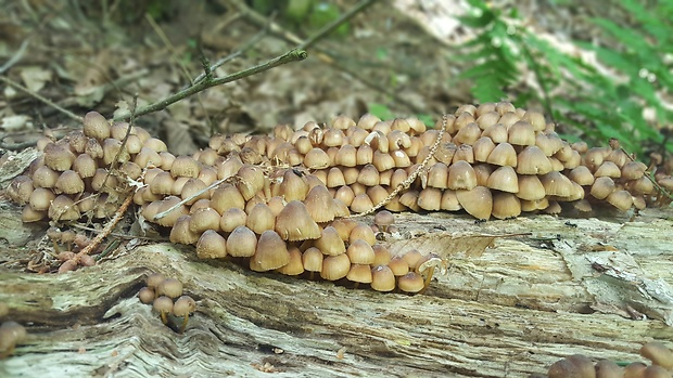 prilbička žltohlúbiková Mycena renati Quél.