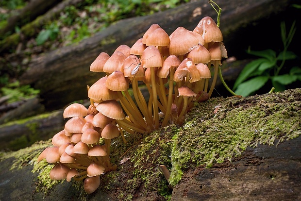 prilbička žltohlúbiková Mycena renati Quél.