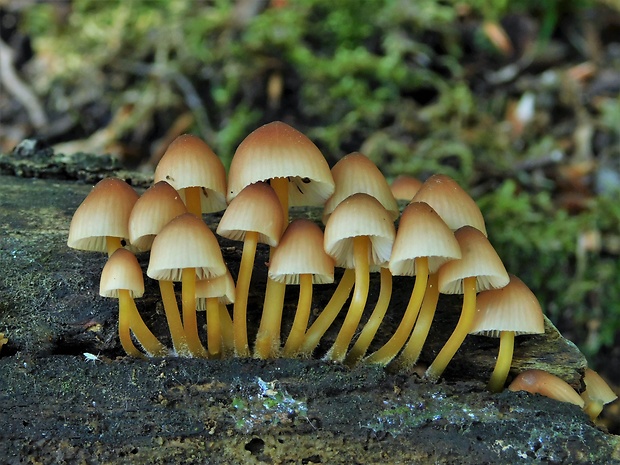 prilbička žltohlúbiková Mycena renati Quél.