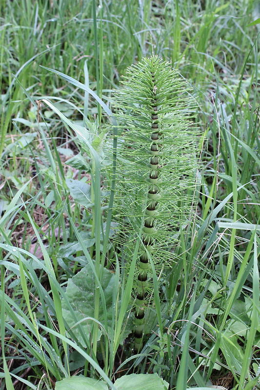 neidentifikovaná rastlina