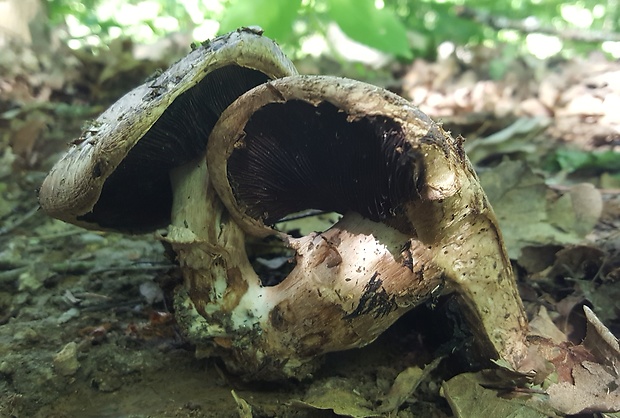 pečiarka lesná Agaricus sylvaticus Schaeff.