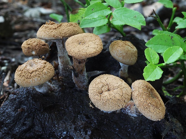 príživnica prášnicovitá Asterophora lycoperdoides (Bull.) Ditmar