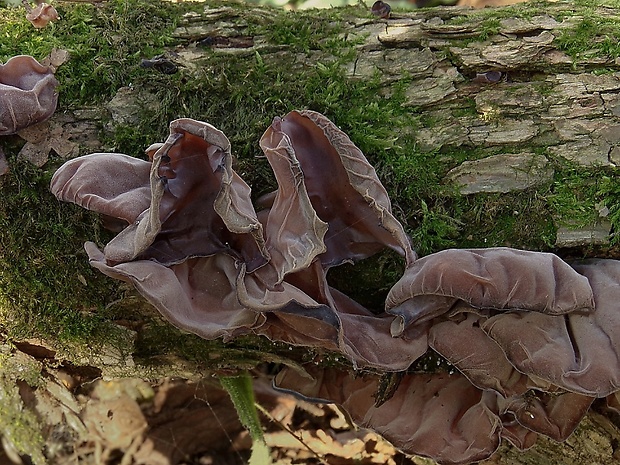 uchovec bazový Auricularia auricula-judae (Bull.) Quél.