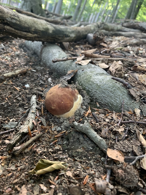 hríb sosnový Boletus pinophilus Pil. et Dermek in Pil.