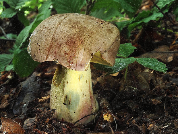 hríb nádherný Butyriboletus fuscoroseus (Smotl.) Vizzini & Gelardi