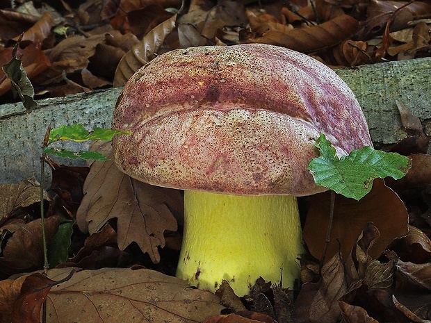 hríb kráľovský Butyriboletus regius (Krombh.) D. Arora & J.L. Frank