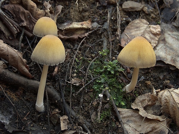 hnojník Coprinellus sp.