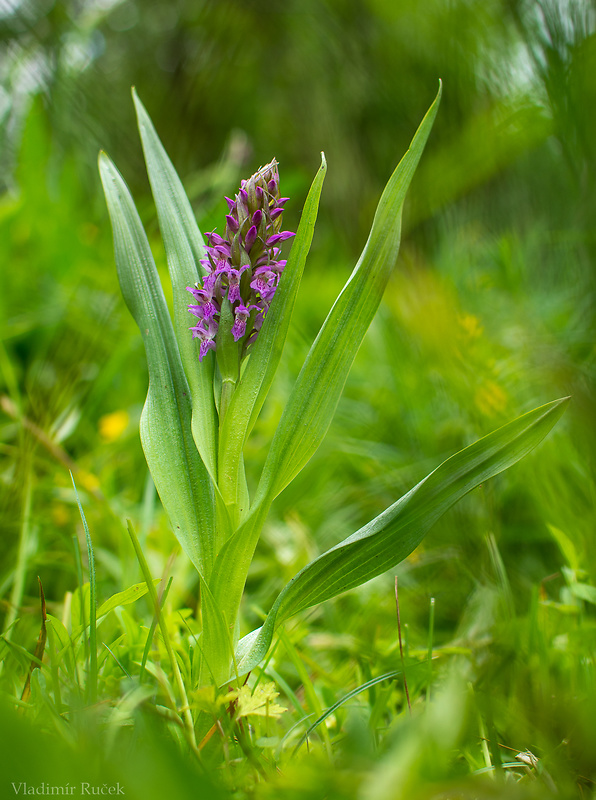 vstavačovec strmolistý pravý Dactylorhiza incarnata subsp. incarnata (L.) Soó