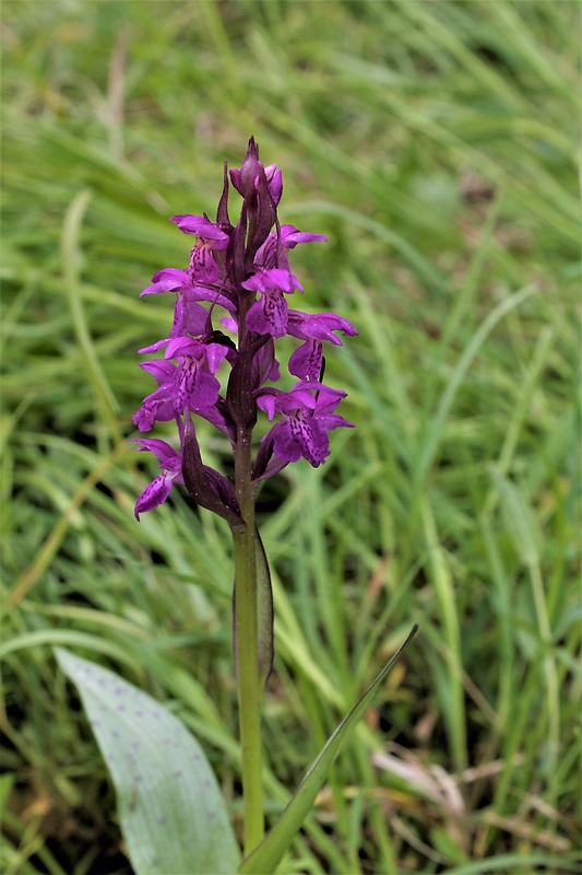 vstavačovec májový pravý Dactylorhiza majalis subsp. majalis (Reincherb.) Hunt & Summerh.