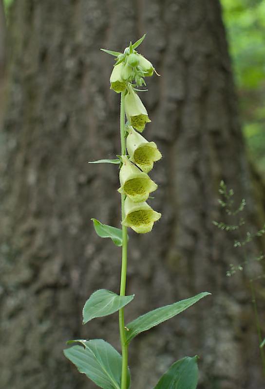 náprstník veľkokvetý Digitalis grandiflora Mill.