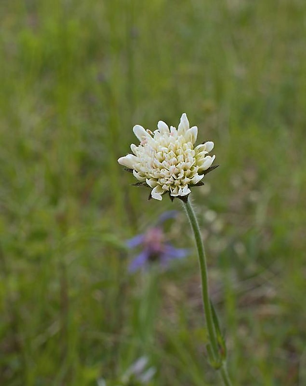 chrastavec kitaibelov Knautia kitaibelii (Schult.) Borbás