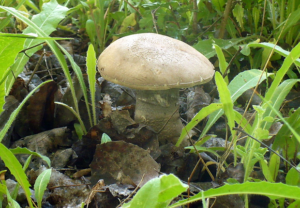 kozák topoľový Leccinum duriusculum (Schulzer ex Kalchbr.) Singer