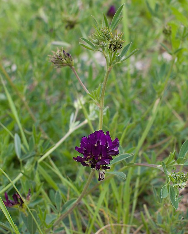 lucerna siata Medicago sativa L.