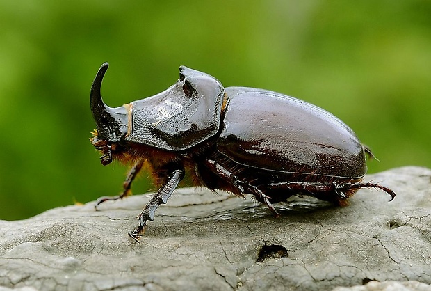 nosorožtek obyčajný  Oryctes nasicornis