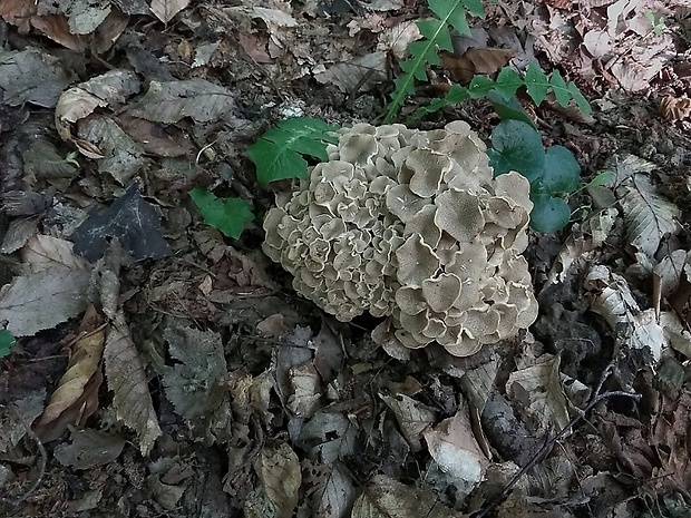 trúdnik klobúčkatý Polyporus umbellatus (Pers.) Fr.