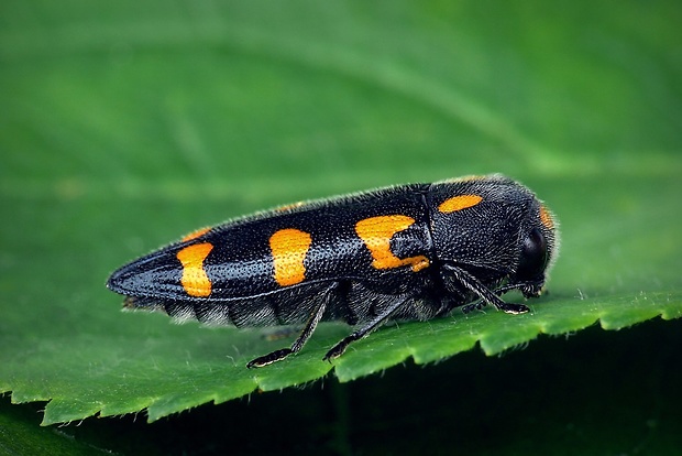 krasoň (sk) / krasec žlutoskvrnný (cz) Ptosima undecimmaculata Herbst, 1784