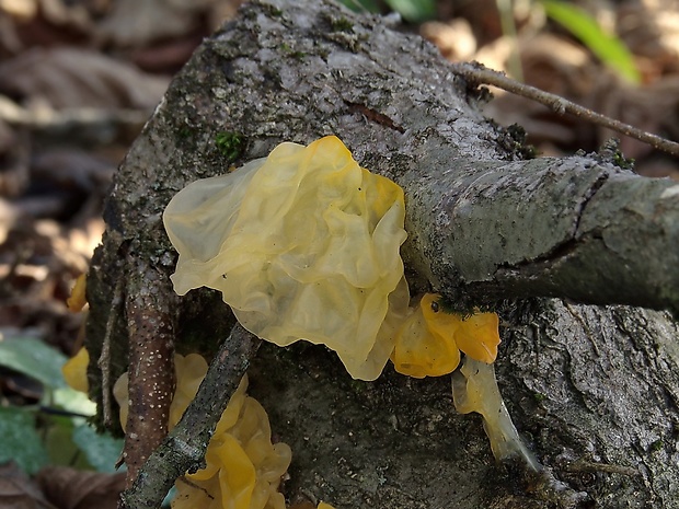 rôsolovka zlatožltá Tremella mesenterica Retz.