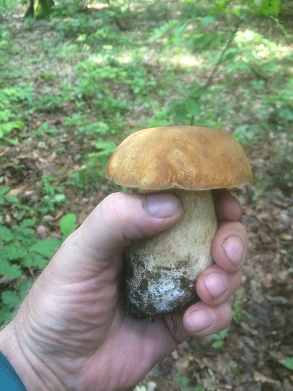 hríb dubový Boletus reticulatus Schaeff.