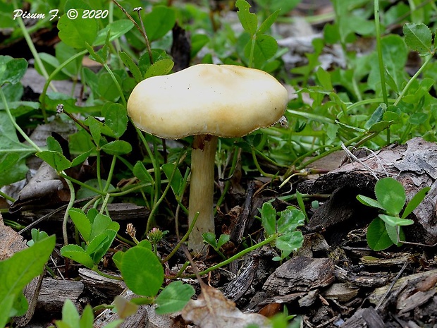 poľnička Agrocybe sp.