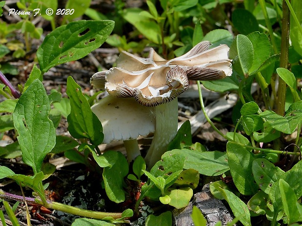 poľnička Agrocybe sp.