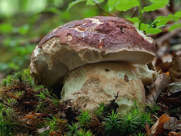 hríb sosnový Boletus pinophilus Pil. et Dermek in Pil.