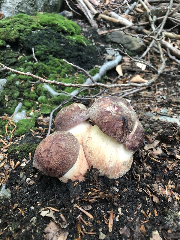 hríb sosnový Boletus pinophilus Pil. et Dermek in Pil.