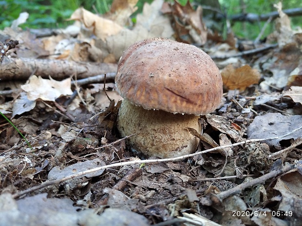 hríb dubový Boletus reticulatus Schaeff.