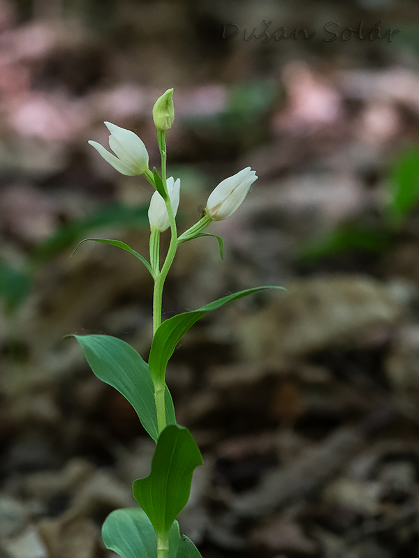 prilbovka biela Cephalanthera damasonium (Mill.) Druce