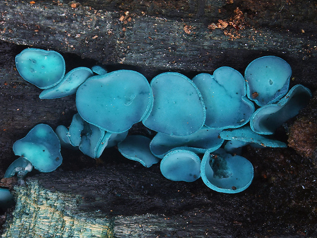 zelenica Chlorociboria sp.