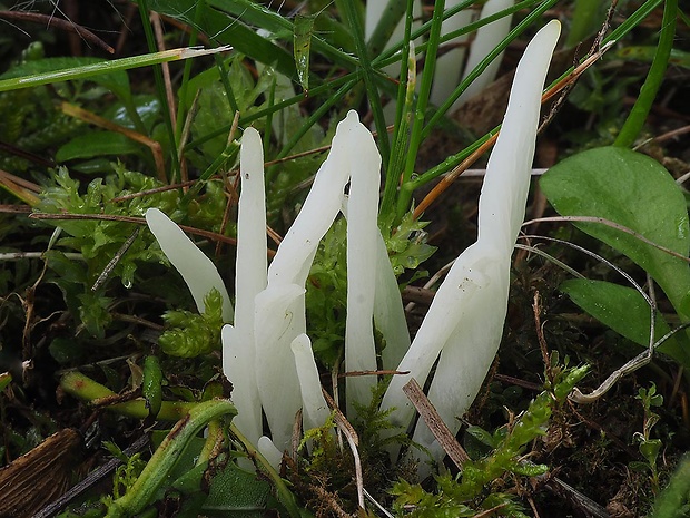 kyjačik lámavý Clavaria fragilis Holmsk.