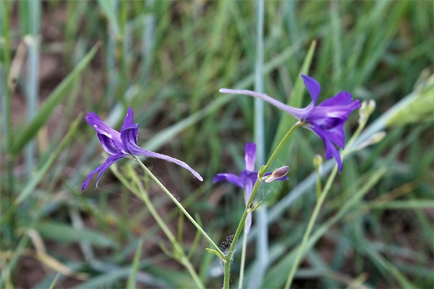 ostrôžka poľná Consolida regalis Gray