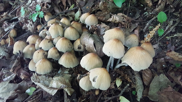 hnojník Coprinus sp.