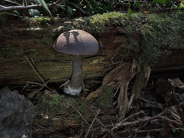 pavučinovec hercýnsky Cortinarius hercynicus (Pers.) M.M. Moser