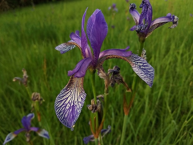 kosatec sibírsky Iris sibirica L.