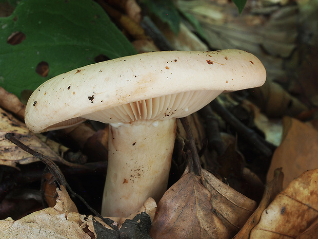 rýdzik bledý Lactarius pallidus Pers.