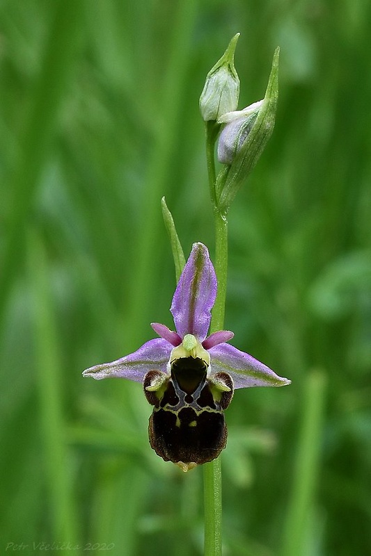 hmyzovník holubyho Ophrys holubyana András.