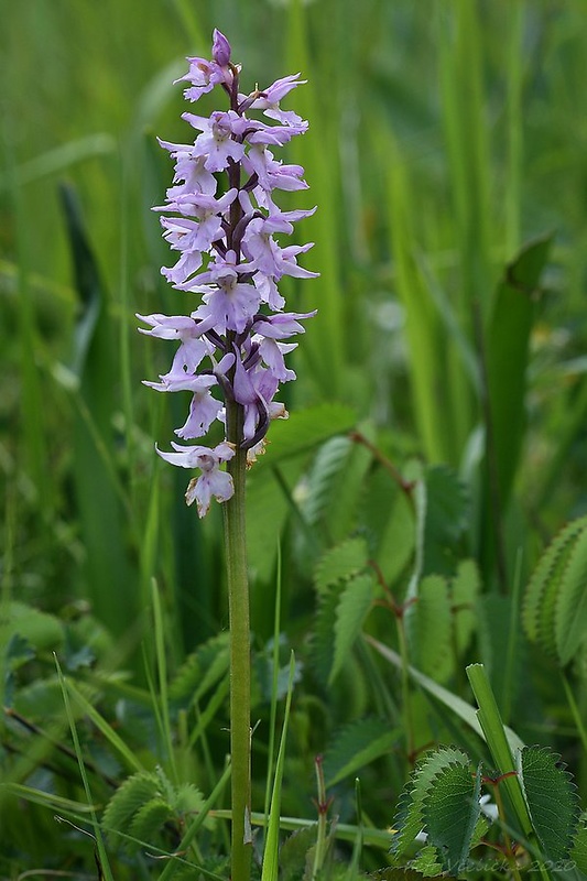 vstavač mužský poznačený Orchis mascula subsp. signifera (Vest) Soó