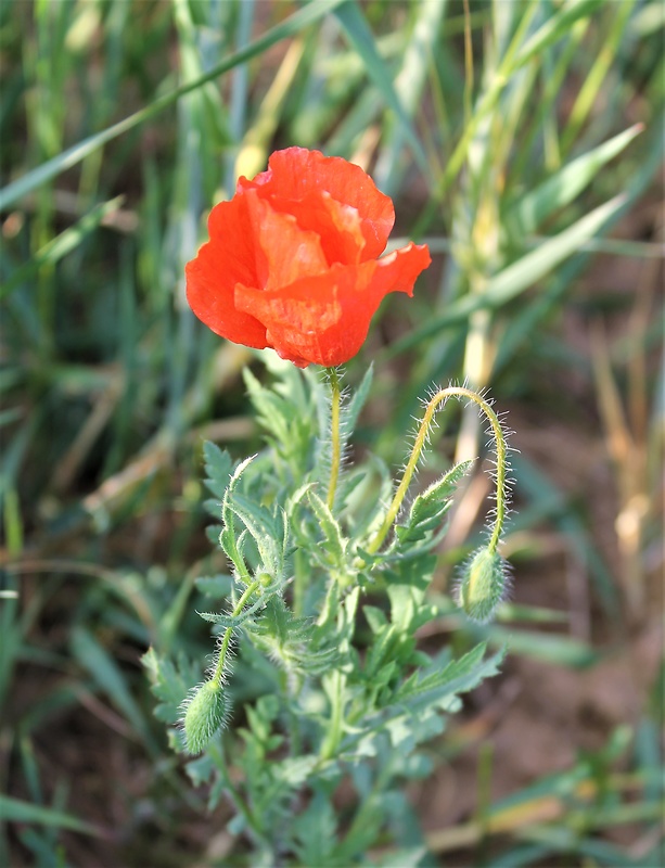 mak vlčí Papaver rhoeas L.