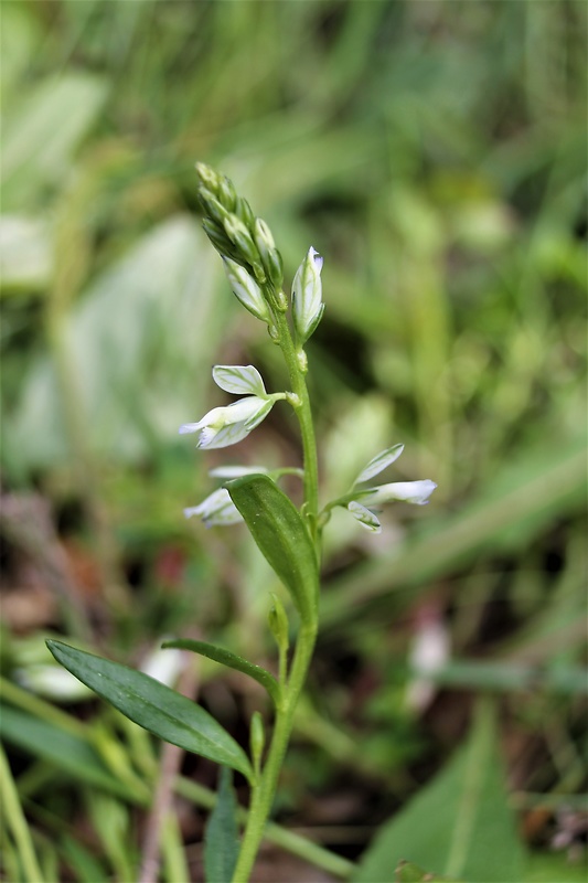 horčinka obyčajná ostrokrídla Polygala vulgaris subsp. oxyptera (Rchb.) Schübl. et G. Martens