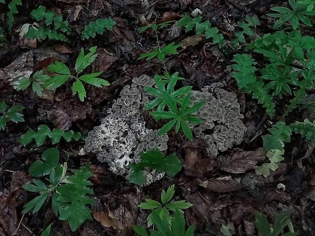 trúdnik klobúčkatý Polyporus umbellatus (Pers.) Fr.