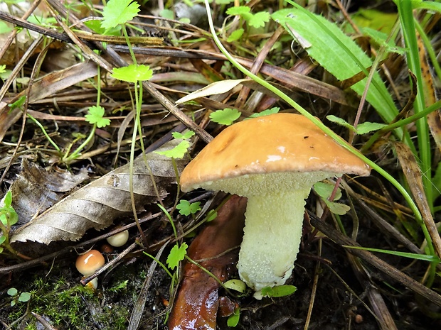 masliak zrnitý Suillus granulatus (L.) Roussel