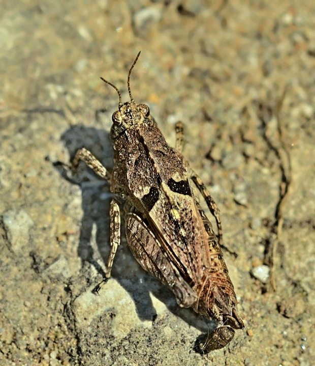 koník dvojbodkový Tetrix bipunctata ♂