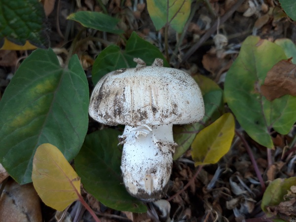 pečiarka poľná Agaricus campestris L.