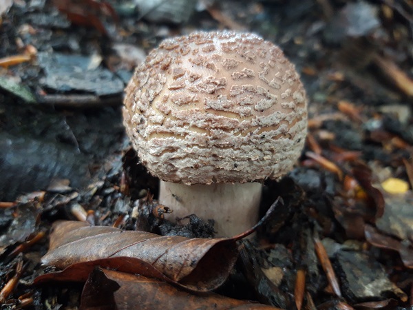 muchotrávka červenkastá Amanita rubescens Pers.