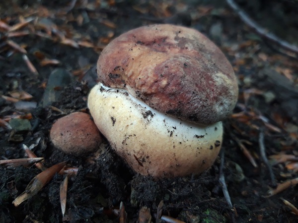 hríb sosnový Boletus pinophilus Pil. et Dermek in Pil.